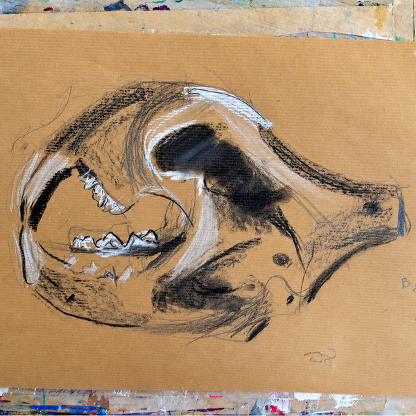 ANIMAL SKULLS - CHALK AND CHARCOAL DRAWING